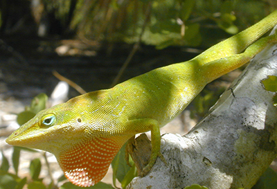 A male native green anole showing off his dewlap. Photo courtesy of Dr. Steve A. Johnson, UF/IFAS
