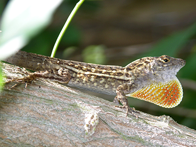 A male Cuban brown anole showing off his dewlap. Photo courtesy of Dr. Steve A. Johnson, UF/IFAS.