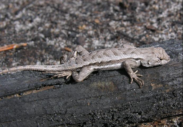 Florida scrub lizard, 3.5 to 5.5 inches. Credit: Steve Johnson.