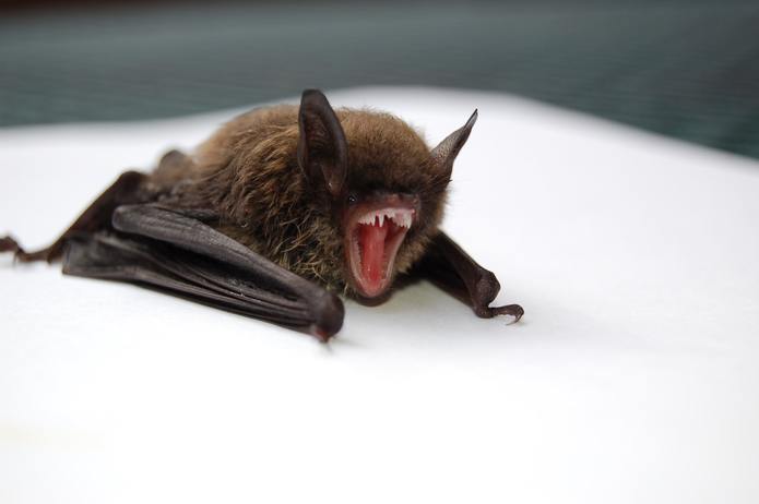 Yawning Bat