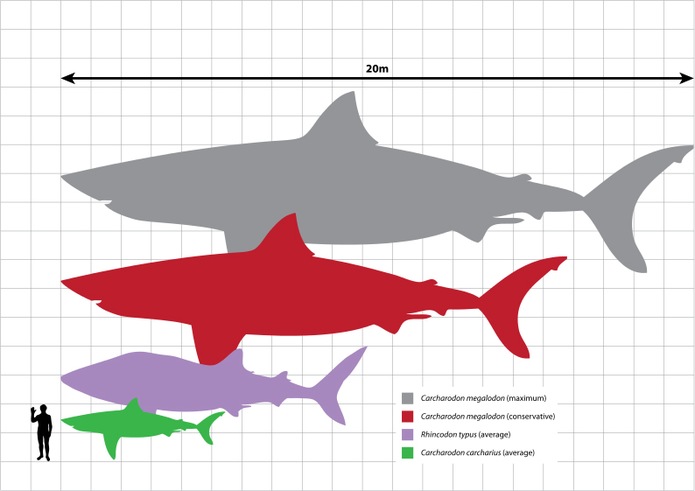 Giant Megalodon Shark