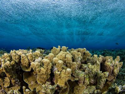 Beneath the Waves of Wonder