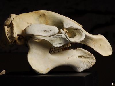 Land Beneath Our Feet