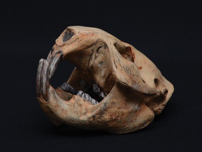 Skulls: From Ancient Beasts to Modern Giants