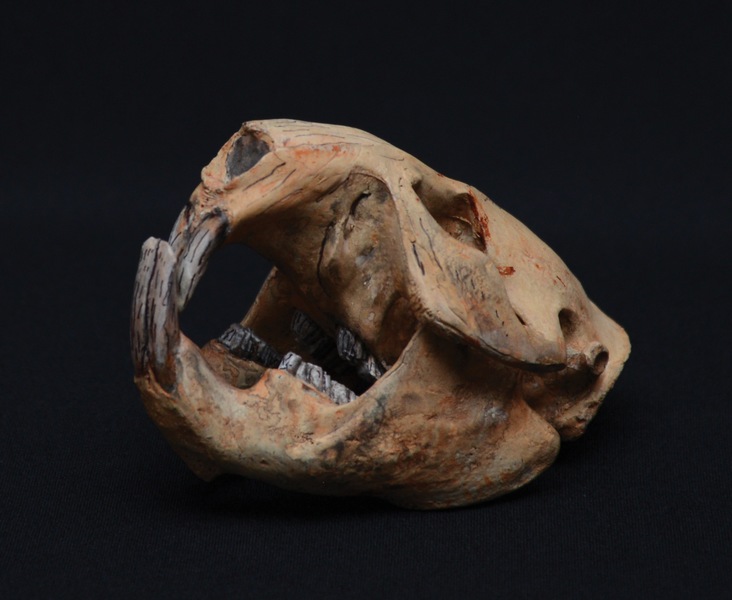 Skulls: From Ancient Beasts to Modern Giants