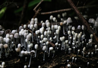 Fungi - The Fun-Guys of the Phylogentic Tree