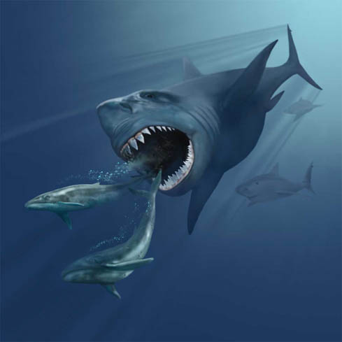 Giant Megalodon Shark