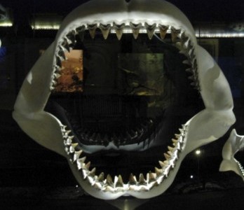 The Nature of It: Florida's Past and Present